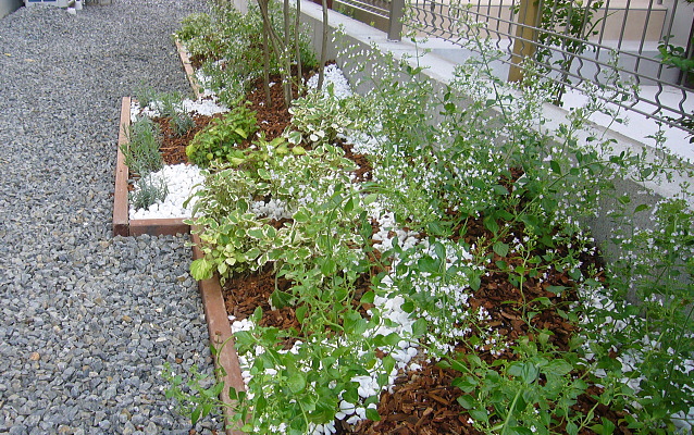 滋賀県大津市でハーブの寄せ植え